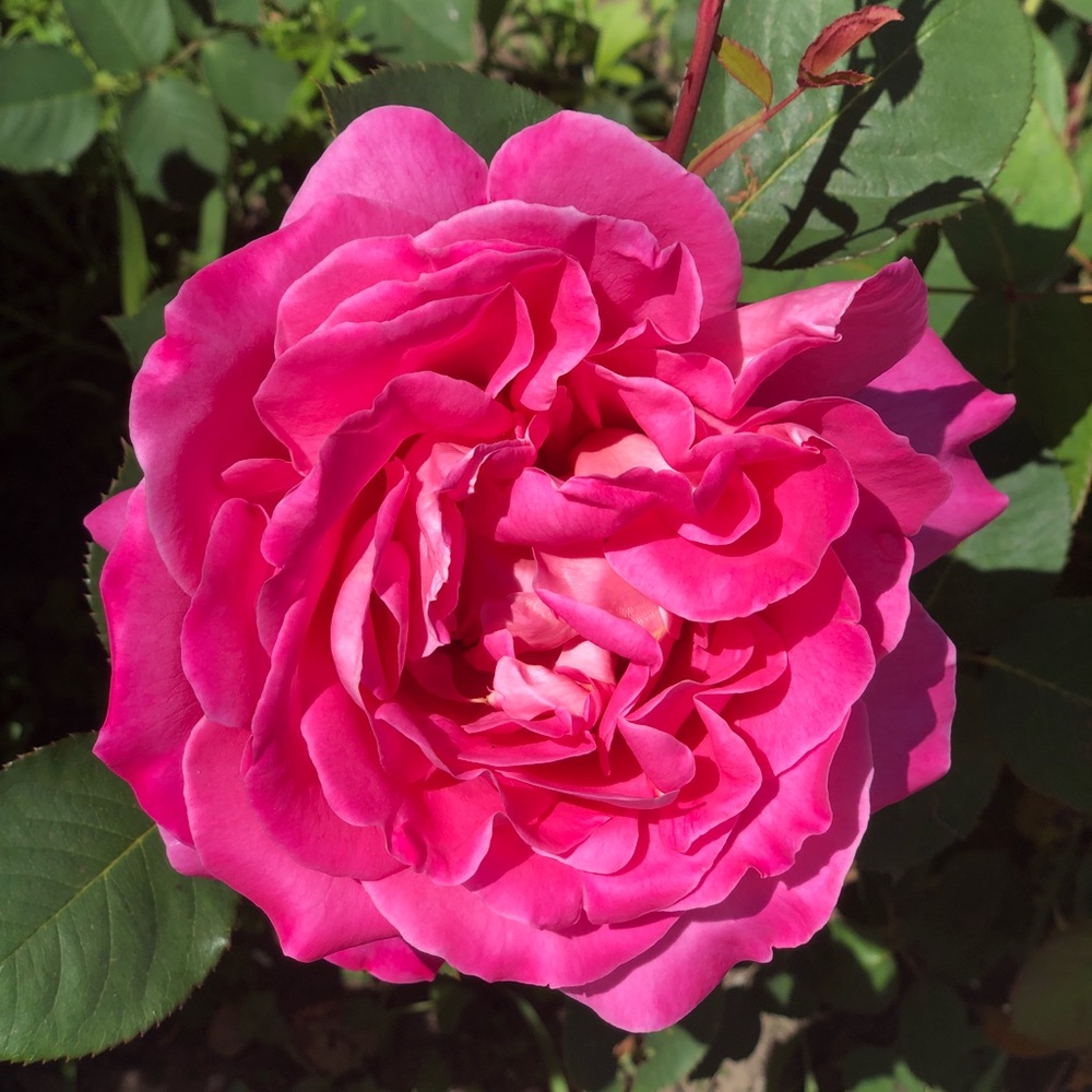 Meet your Posher, Iris